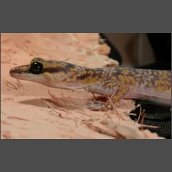Marbled Velvet Gecko.october-2003-images.zacharoo.comDscn2206.jpg